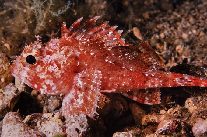 Scorpion fish
